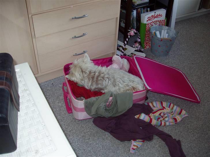 West highland white terrier Sussi 'død';/ - Ingen andre steder at ligge, så tager man gæsternes kuffet!!! (:: billede 20