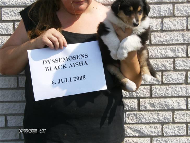 Collie langhåret Black Aisha billede 1