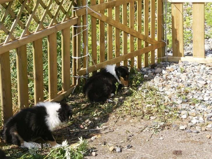 Collie langhåret Black Aisha billede 2