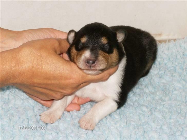 Collie langhåret Black Aisha - Aisha 2 uger billede 3