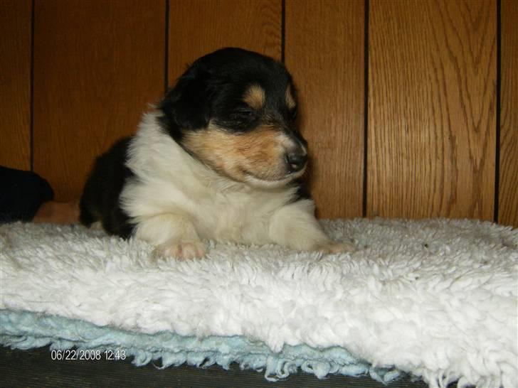 Collie langhåret Black Aisha billede 4