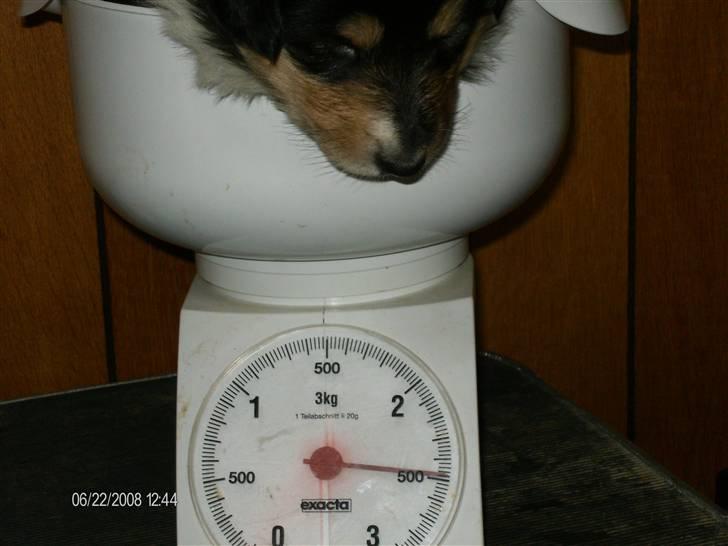 Collie langhåret Black Aisha - det er hvad Aisha vejede som 4 uger gammel billede 5