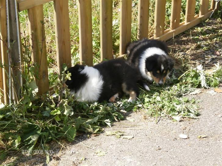 Collie langhåret Black Aisha - Aisha sammen med Zorro billede 6