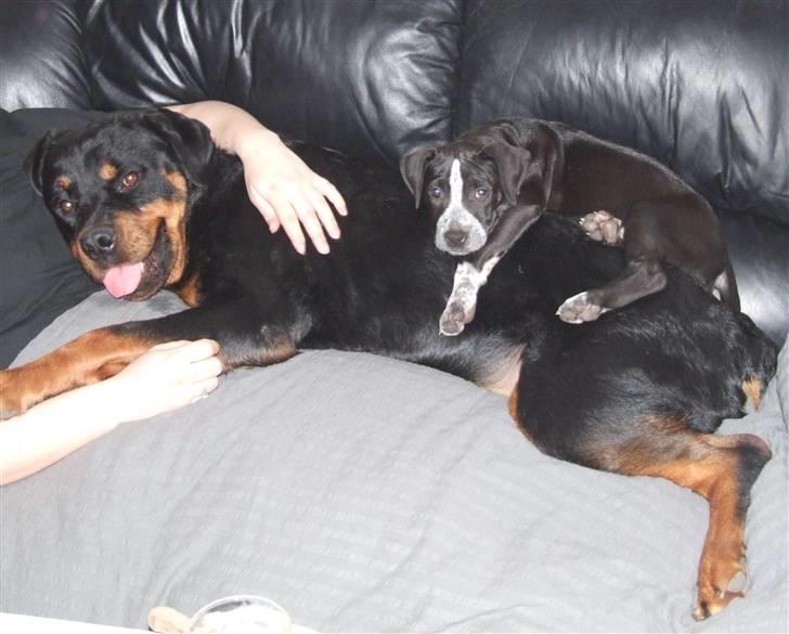 Rottweiler Tais billede 15