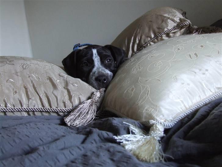 Blanding af racer Tascha - Uhm... Putte putte putte- i sengen. billede 11