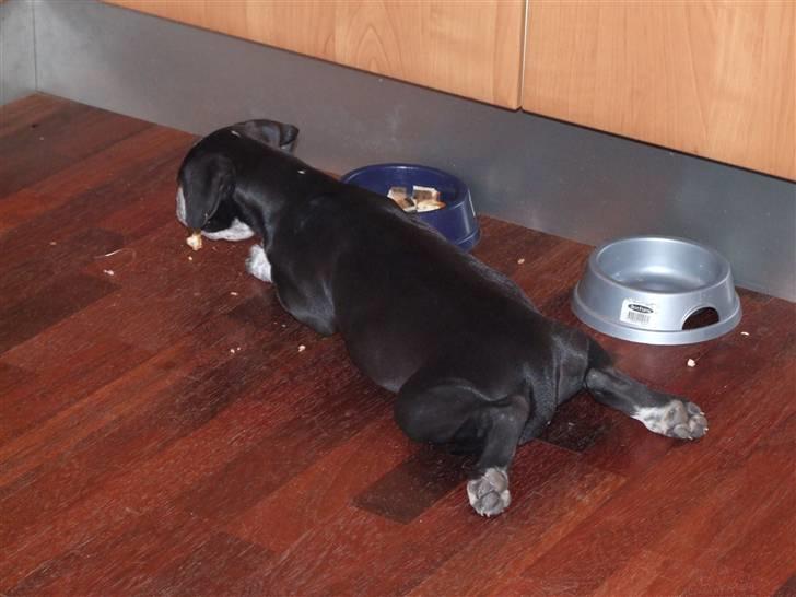 Blanding af racer Tascha - Mor siger jeg var en gris til at spise, da jeg var lille. billede 12