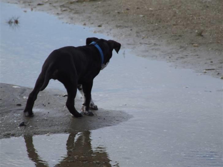 Blanding af racer Tascha - Shit- Vand. Hvordan kommer jeg lige udenom det. Igennem selvfølgelig billede 13
