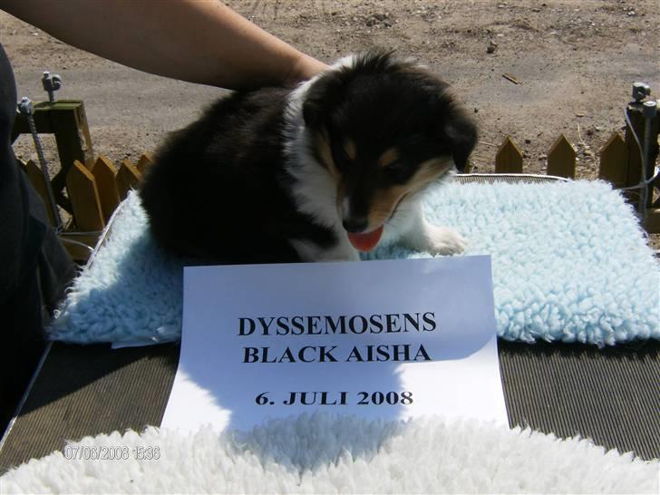 Collie langhåret Black Aisha billede 7