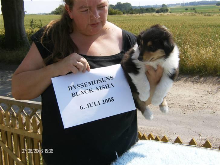 Collie langhåret Black Aisha billede 8