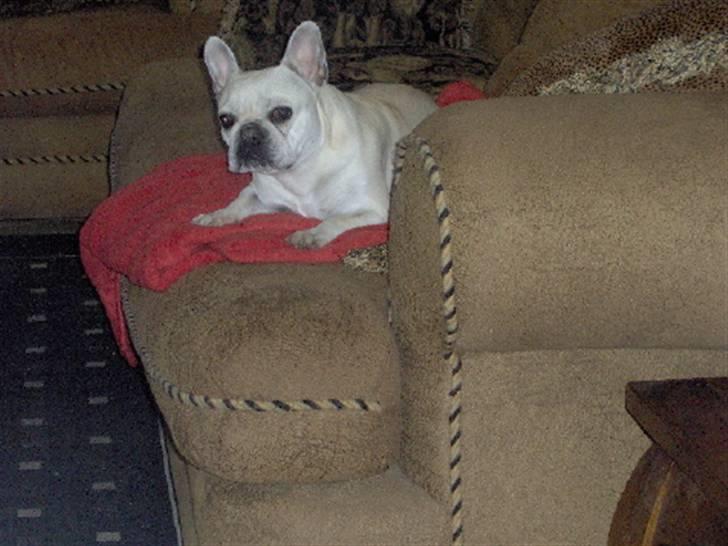 Fransk bulldog Silke billede 1