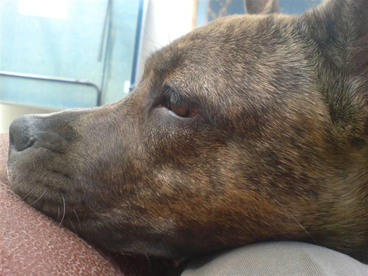 Amerikansk staffordshire terrier Chewie billede 1