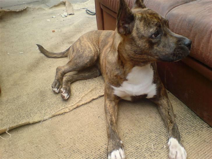 Amerikansk staffordshire terrier Chewie billede 2