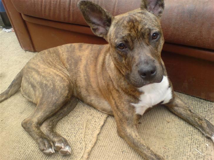 Amerikansk staffordshire terrier Chewie billede 3