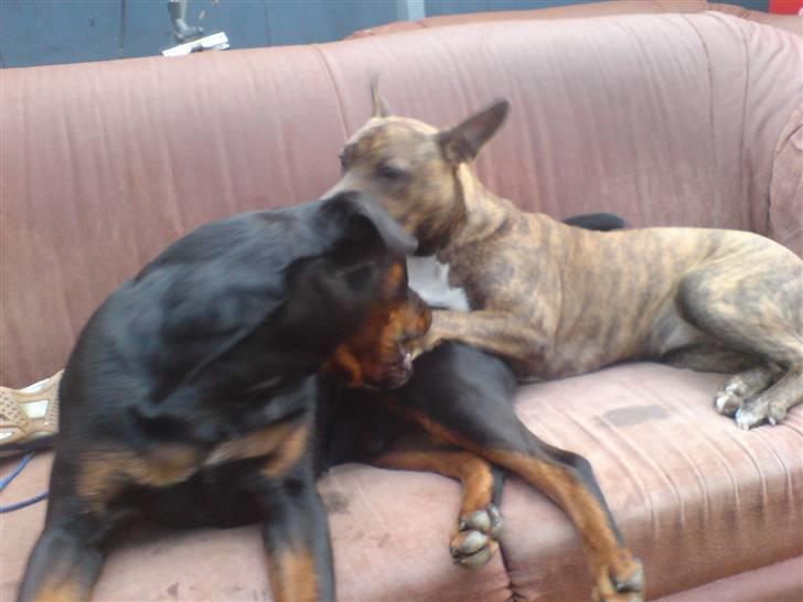 Amerikansk staffordshire terrier Chewie billede 4