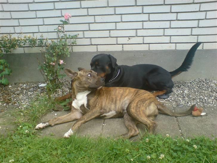 Amerikansk staffordshire terrier Chewie billede 5