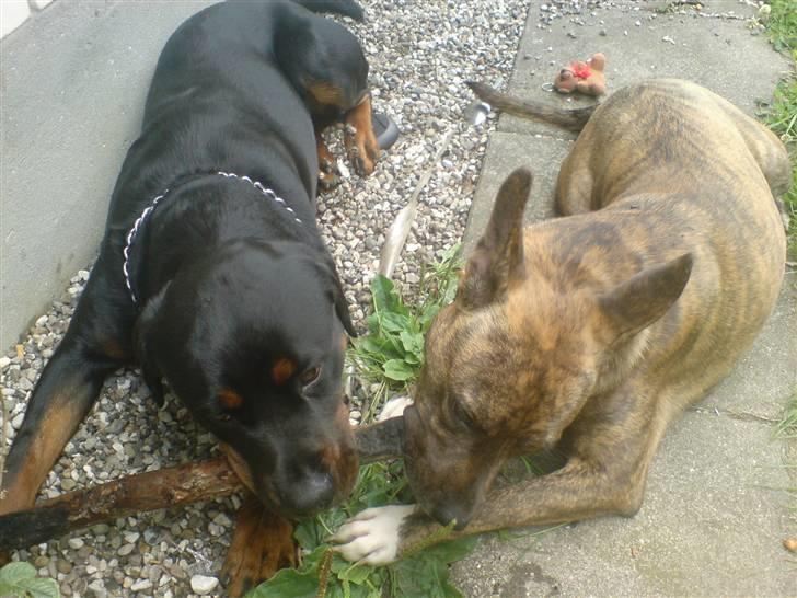 Amerikansk staffordshire terrier Chewie billede 6