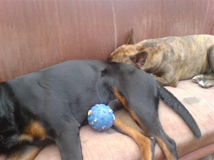 Amerikansk staffordshire terrier Chewie billede 7