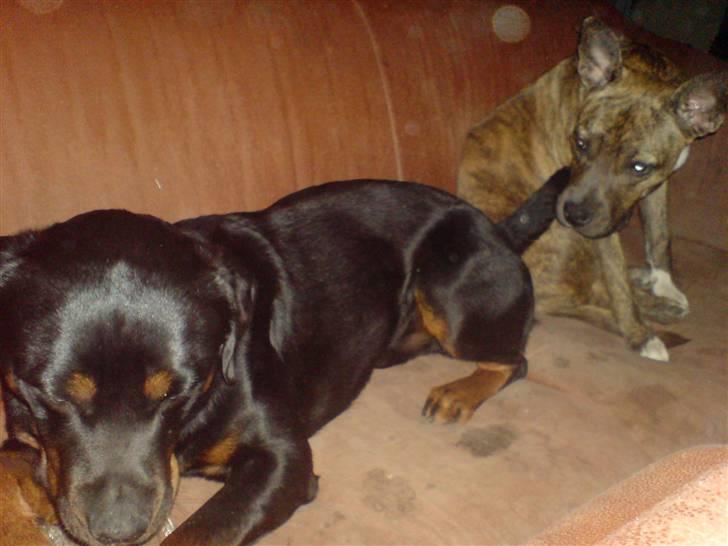 Amerikansk staffordshire terrier Chewie billede 8