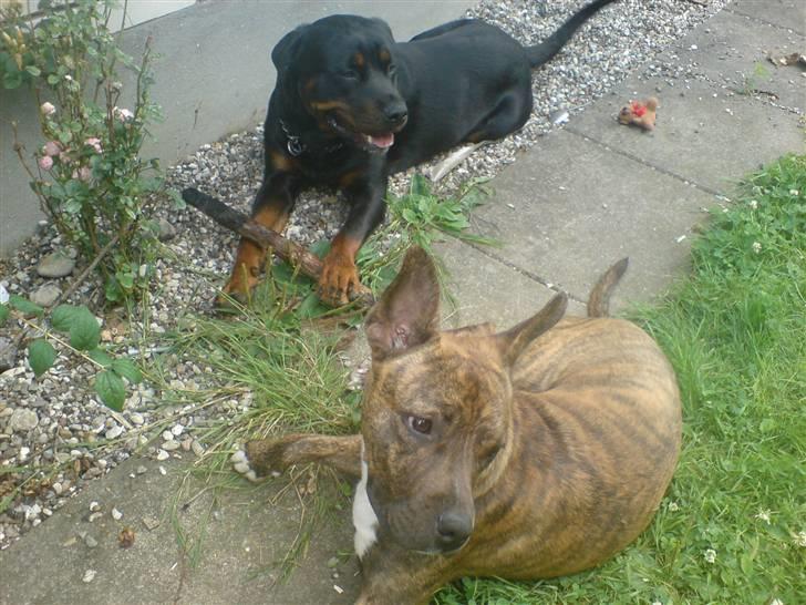 Amerikansk staffordshire terrier Chewie billede 9