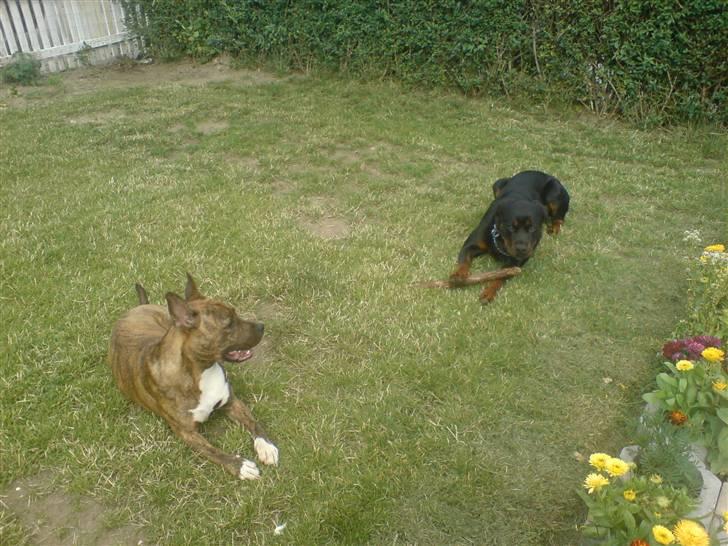 Amerikansk staffordshire terrier Chewie billede 10