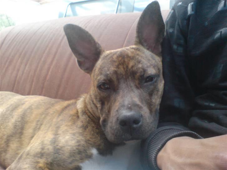 Amerikansk staffordshire terrier Chewie billede 11