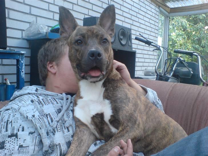 Amerikansk staffordshire terrier Chewie billede 12