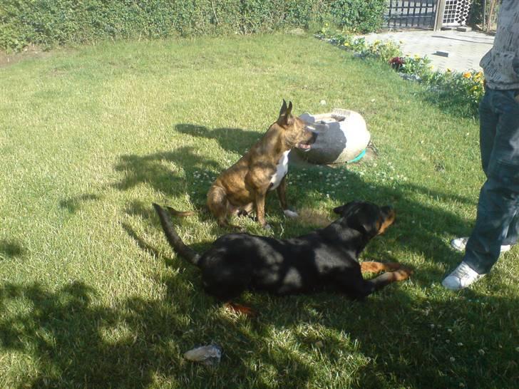 Amerikansk staffordshire terrier Chewie billede 13