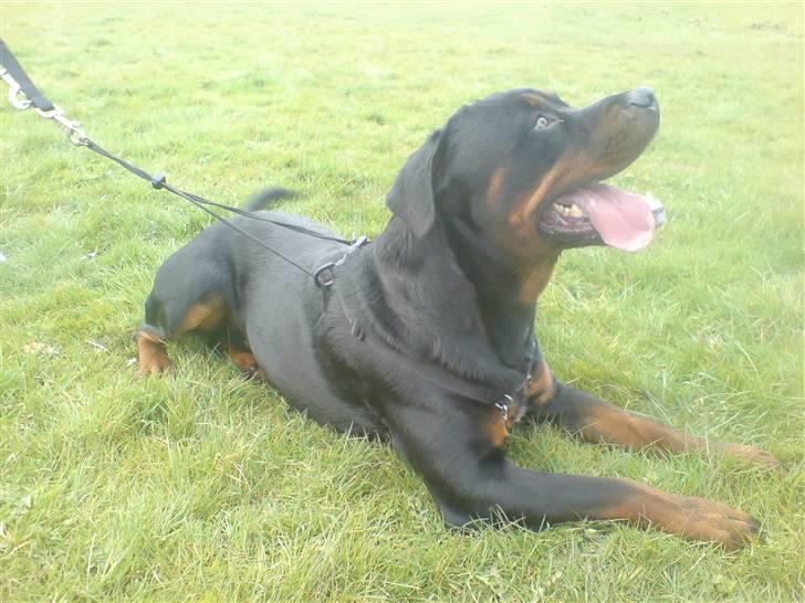 Amerikansk staffordshire terrier Chewie billede 14