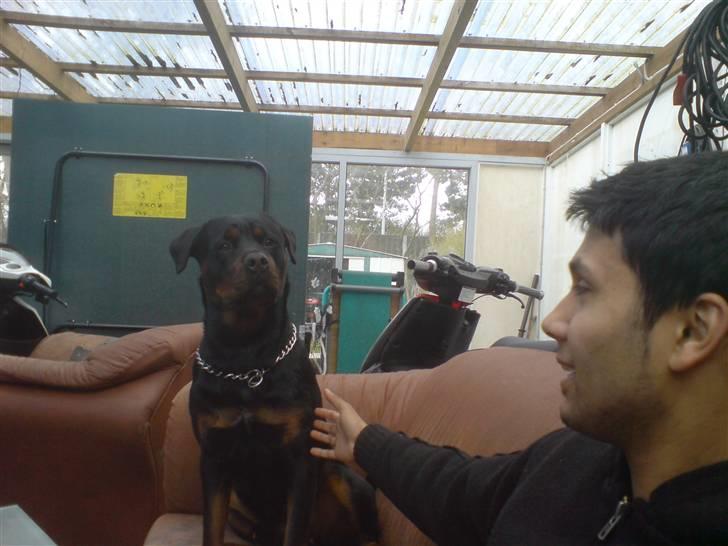 Amerikansk staffordshire terrier Chewie billede 15