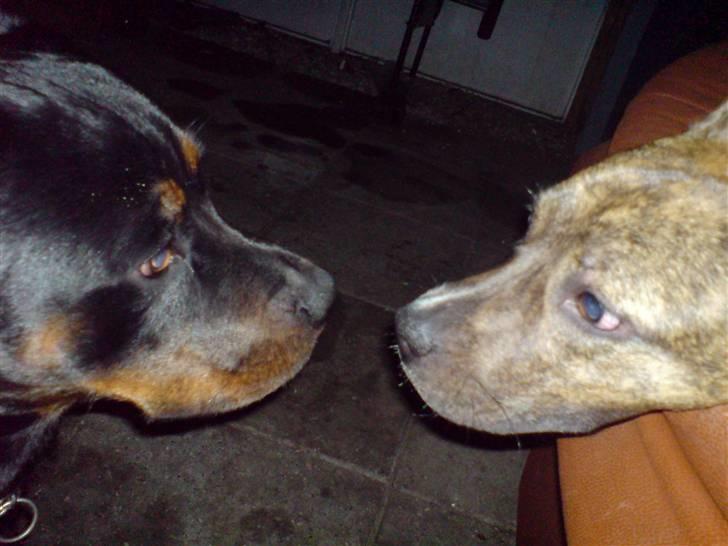 Amerikansk staffordshire terrier Chewie billede 16