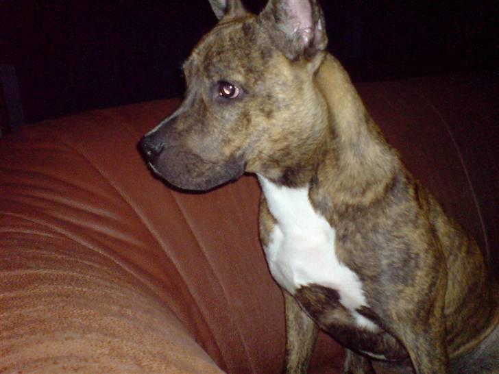 Amerikansk staffordshire terrier Chewie billede 17