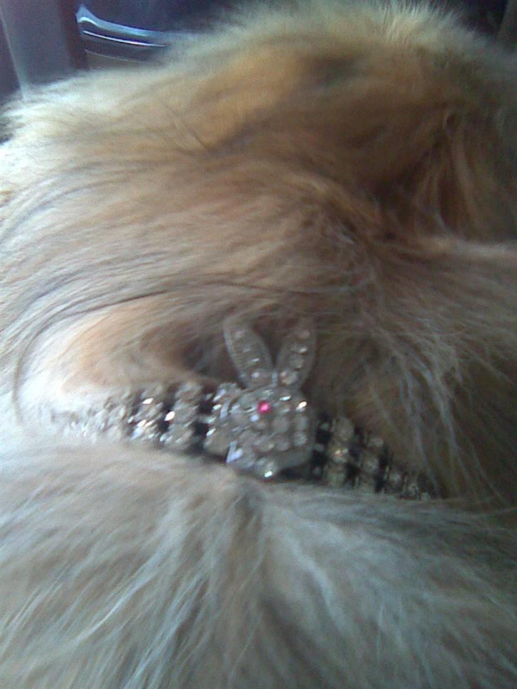 Pekingeser Overbøffen Pingeling  - min mor er tpsset - se mit nye bling bling halsbånd billede 19