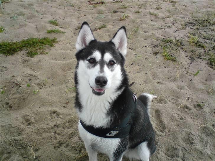 Siberian husky Lady, Himmelhund billede 2