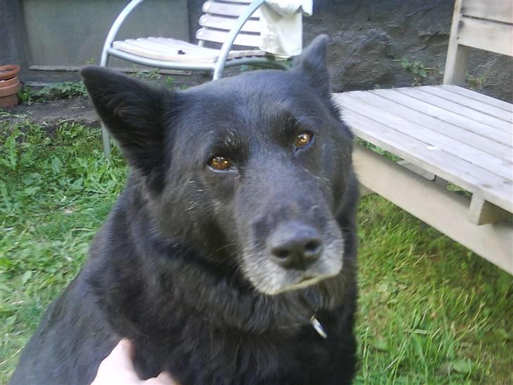 Blanding af racer Tjamo billede 1