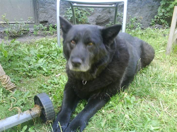 Blanding af racer Tjamo billede 2