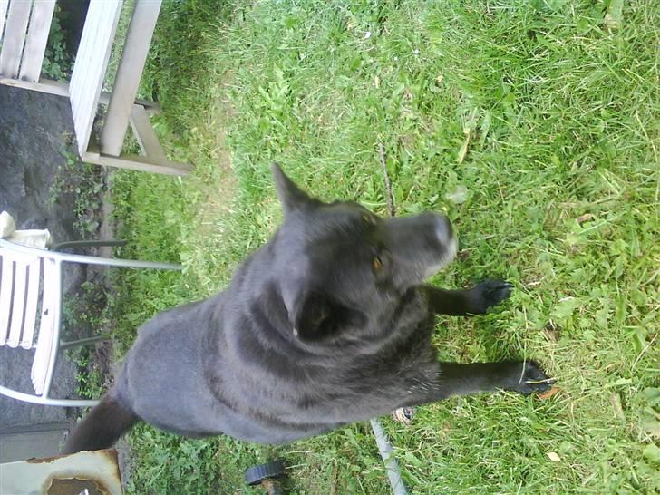 Blanding af racer Tjamo billede 3