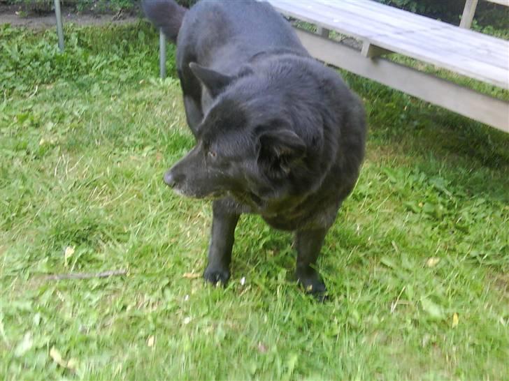 Blanding af racer Tjamo billede 4