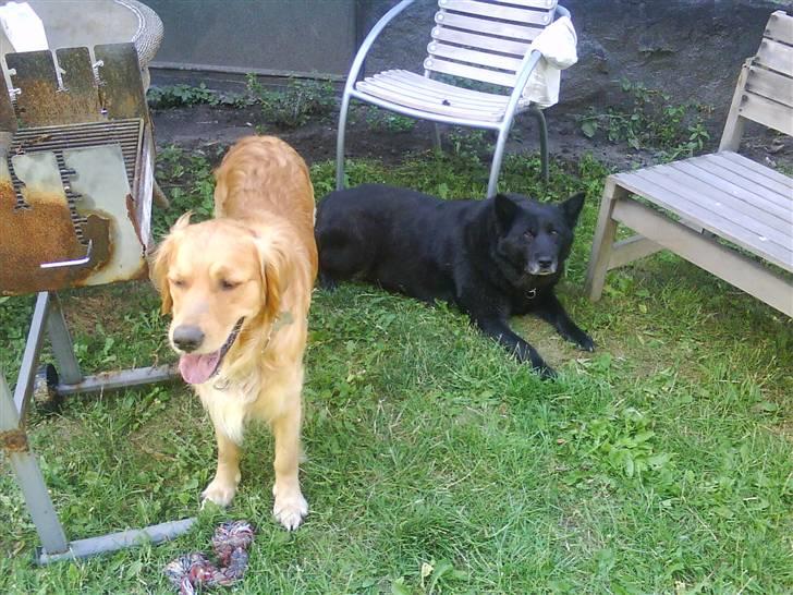 Blanding af racer Tjamo billede 5