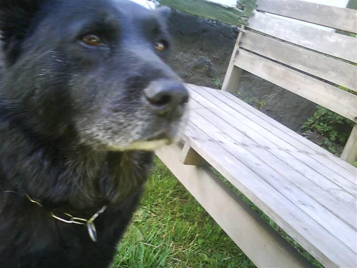 Blanding af racer Tjamo billede 6