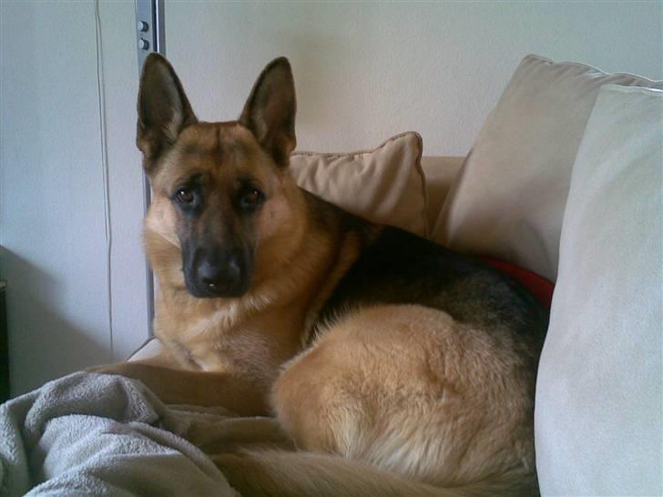 Schæferhund Payana - Vores smukke Payana - 1,5 år. billede 16