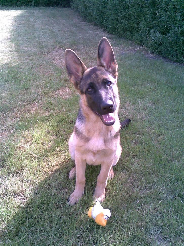 Schæferhund Payana - hva siger du mor?? (19 uger) billede 17