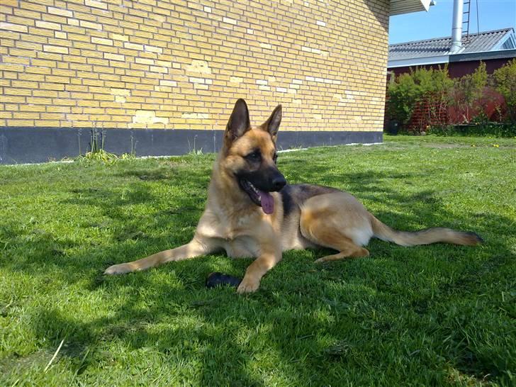 Schæferhund Payana - Sommeren 2010. - Nu 2,5 år.. billede 18