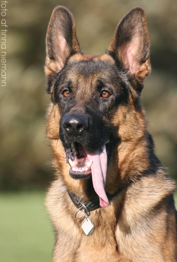 Schæferhund Kløverhorn's Fedor R.I.P. billede 1