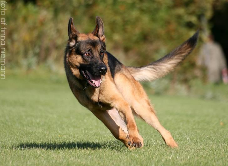 Schæferhund Kløverhorn's Fedor R.I.P. billede 2