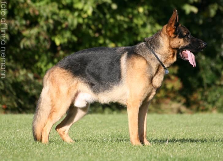 Schæferhund Kløverhorn's Fedor R.I.P. billede 3