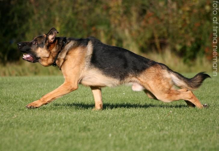 Schæferhund Kløverhorn's Fedor R.I.P. billede 5