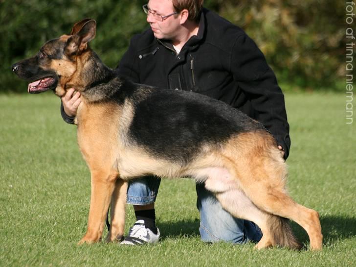 Schæferhund Kløverhorn's Fedor R.I.P. billede 6