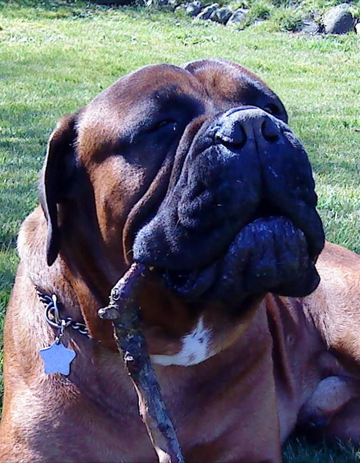Bullmastiff Nero billede 14