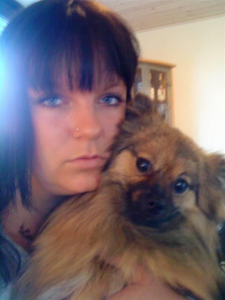 Pomeranian Tyson, Sov godt Skat <3 R.I.P - Mors dejlige dreng <3 billede 19
