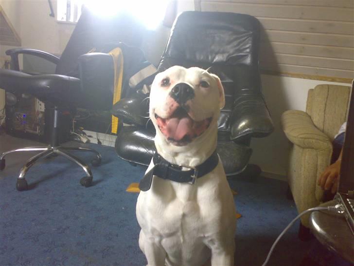 Amerikansk bulldog Spike hvil i fred  billede 1